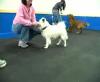 Play Sit, Grab Collar & Go Play.mp4